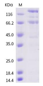SARS-CoV-2 Spike Protein S1/S2 His-Avi Tag Protein