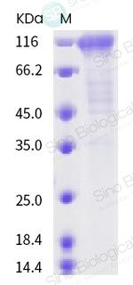 SARS-CoV-2 Spike Protein S2 Fc Chimera Protein