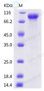 SARS-CoV-2 Spike Protein S2 Fc Chimera Protein