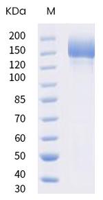 SARS-CoV-2 Spike Protein S1/S2 (B.1.1.7) His-tag, trimer Protein