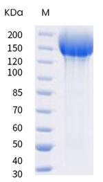 SARS-CoV-2 Spike Protein S1/S2 (B.1.351) His-tag, trimer Protein
