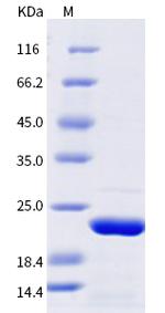 SARS-CoV-2 NSP8 Protein