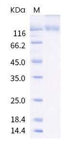 SARS-CoV-2 Spike Protein S1 (B.1.526) His-Avi Tag Protein