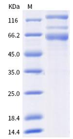 SARS-CoV-2 Spike Protein S1/S2 (C.37) His-tag Protein