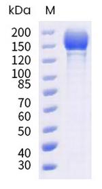 SARS-CoV-2 Spike Protein S1/S2 (BA.2.12.1) His-tag, trimer Protein