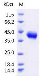 Monkeypox Virus H3 Envelope His-tag Protein