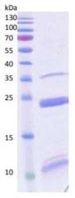 Human MMP17 Protein