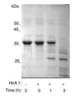 Human HTRA1 Protein
