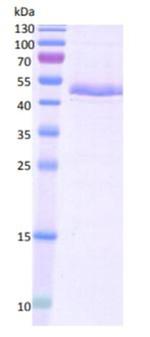 Human ADAMTS1 Protein