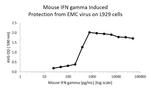 Mouse IFN-gamma Protein