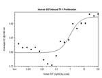 Human SCF Protein