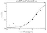 Human BDNF Protein
