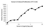 Human IL-4 Protein
