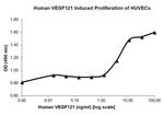 Human VEGF-121 Protein