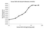 Human VEGF-165 Protein