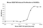 Mouse VEGF-165 Protein