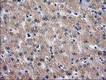 RPA2 Antibody in Immunohistochemistry (Paraffin) (IHC (P))