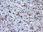 RPA2 Antibody in Immunohistochemistry (Paraffin) (IHC (P))
