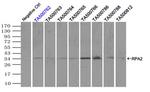 RPA2 Antibody in Immunoprecipitation (IP)
