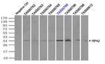 RPA2 Antibody in Immunoprecipitation (IP)