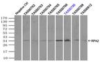RPA2 Antibody in Immunoprecipitation (IP)