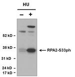 Phospho-RPA2 (Ser33) Polyclonal Antibody