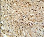 TWISTNB Antibody in Immunohistochemistry (IHC)
