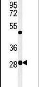 POLR3H Antibody in Western Blot (WB)