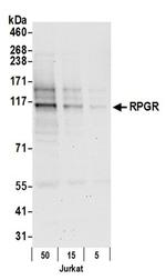 RPGR Antibody in Western Blot (WB)
