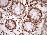 RPL10 Antibody in Immunohistochemistry (Paraffin) (IHC (P))