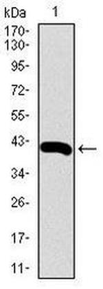 RPL18A Antibody in Western Blot (WB)