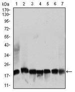 RPL18A Antibody in Western Blot (WB)