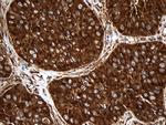 RPL27 Antibody in Immunohistochemistry (Paraffin) (IHC (P))