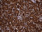 RPL27 Antibody in Immunohistochemistry (Paraffin) (IHC (P))