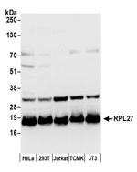 RPL27/Ribosomal Protein L27 Antibody in Western Blot (WB)