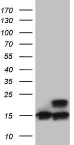 RPL27 Antibody in Western Blot (WB)