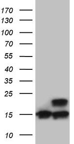 RPL27 Antibody in Western Blot (WB)