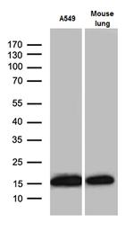 RPL27 Antibody in Western Blot (WB)