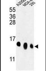 RPL36 Antibody in Western Blot (WB)