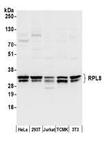 RPL8/Ribosomal Protein L8 Antibody in Western Blot (WB)