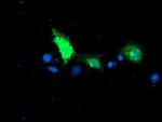 RPN1 Antibody in Immunocytochemistry (ICC/IF)