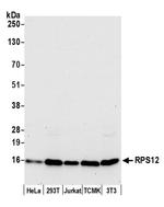 RPS12/Ribosomal Protein S12 Antibody in Western Blot (WB)
