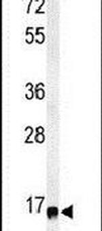 RPS13 Antibody in Western Blot (WB)