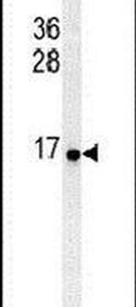 RPS26 Antibody in Western Blot (WB)