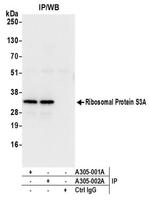 Ribosomal Protein S3A/RPS3A Antibody in Western Blot (WB)