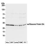 Ribosomal Protein S3A/RPS3A Antibody in Western Blot (WB)