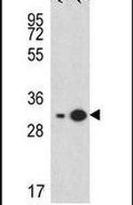 RPS3A Antibody in Western Blot (WB)