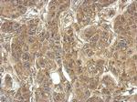 RPS4Y1 Antibody in Immunohistochemistry (IHC)
