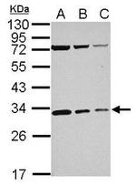 RPS4Y1 Antibody in Western Blot (WB)