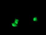 RPS6KB1 Antibody in Immunocytochemistry (ICC/IF)